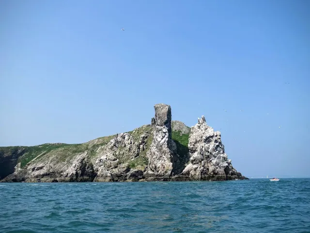 Day trip to Ireland's Eye Island - The Stack (rock and birds)