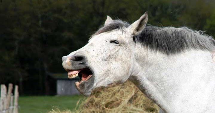 20 Fakta Menarik Tentang Kuda, Hewan Dengan Susunya yang Berkhasiat