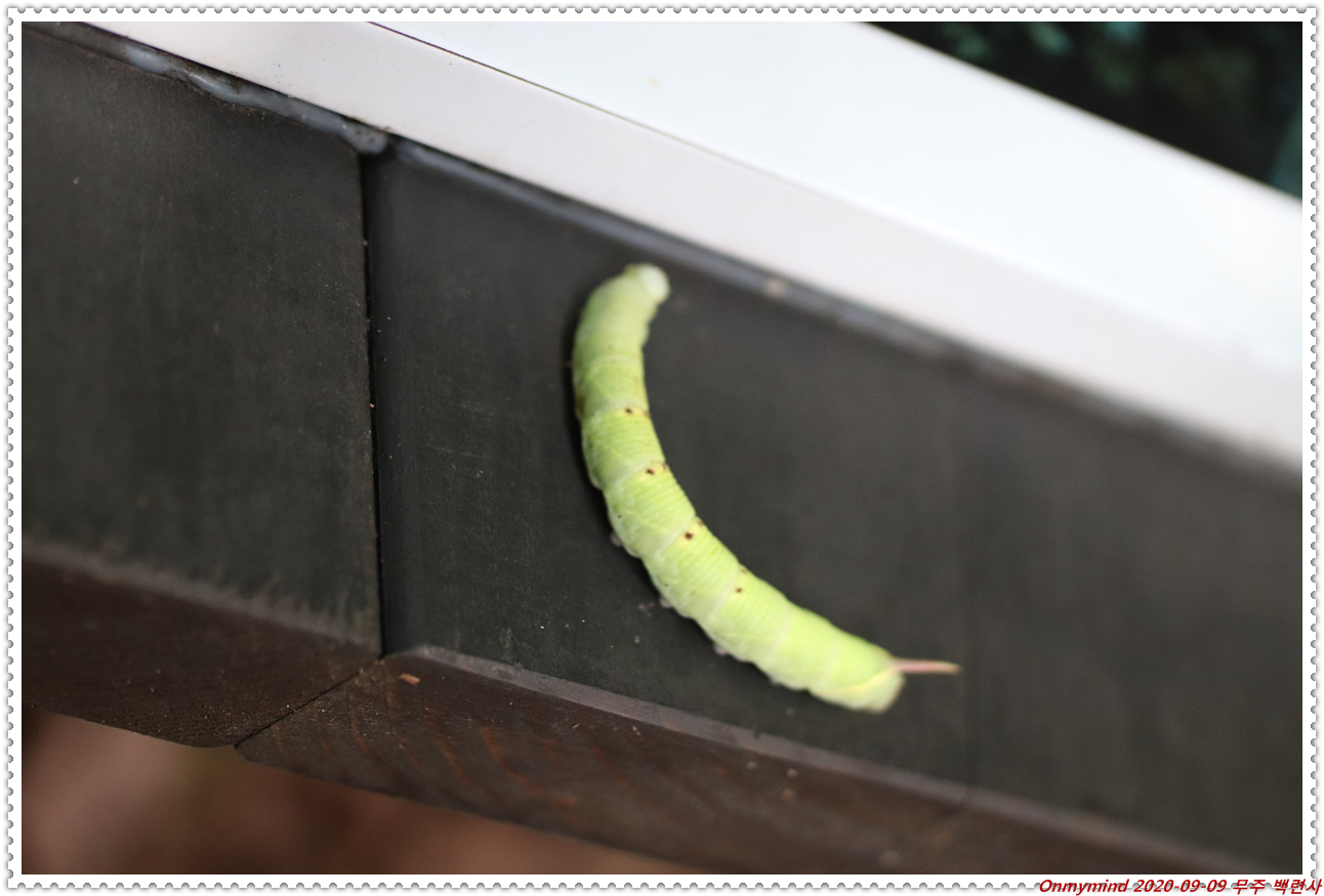 무주 백련사 무주 백련사