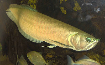Silver Arowana Fish Price Care Tank Mates Size Silver Arowana Fish Price Care Tank Mates Size