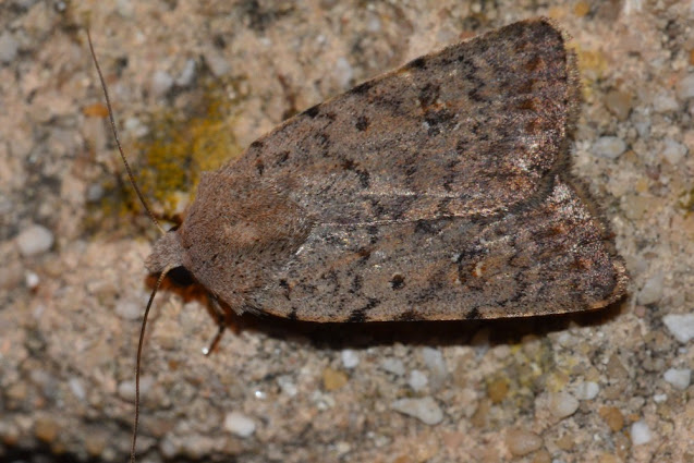 Paradrina selini Paradrina selini