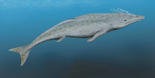 i cetacei della preistoria