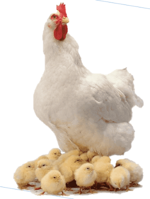 دجاجة مع فراخها - حيوانات بيوضة