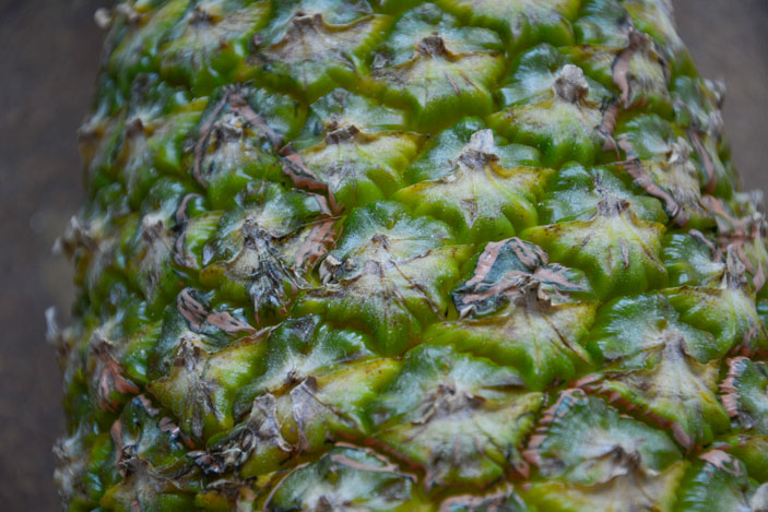 Pintamos la plantilla