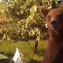 Αρκούδα εγκλωβίστηκε σε αυλή σπιτιού 