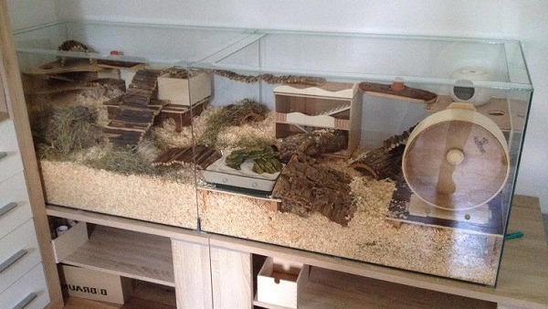40 Cara Bikin Rumah Hamster Dari Kardus Terbaru Koleksi Gambar Rumah Terlengkap