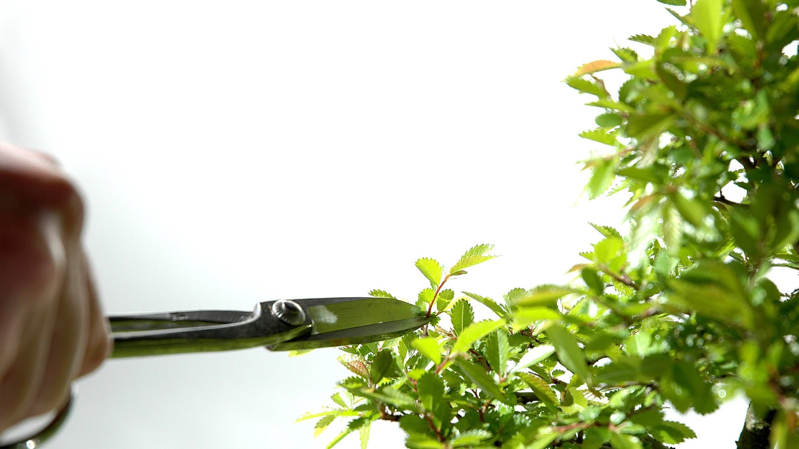 How To Prune An Elm Tree Tree Choices