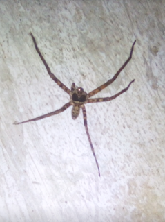 laba-laba kaki 5
