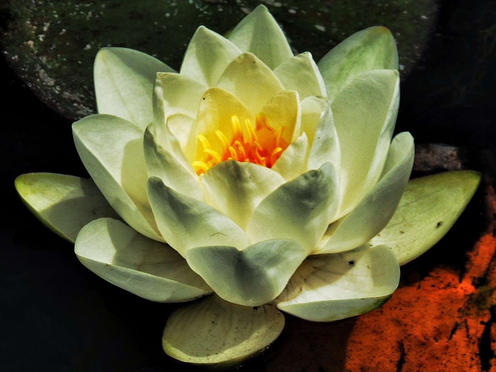 Princess Haiku Study of a Water Lily