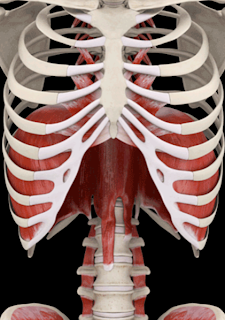 Function Junction Health & Performance: The Importance of Breathing