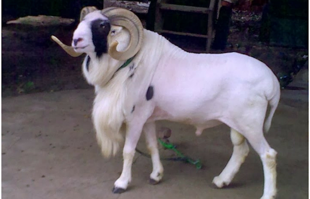 Cara Merawat Domba Garut Biar Cepat Besar Gemuk dan Sehat Cara Merawat Domba Garut Biar Cepat Besar Gemuk dan Sehat