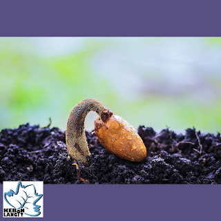 Perbanyakan Vegetatif Dan Generatif Pengertian Macam Dan Contohnya Kebon Langit