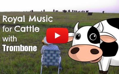 royal music for cattle by farmer Derek with a trombone goes viral via geniushowto.blogspot.com videos