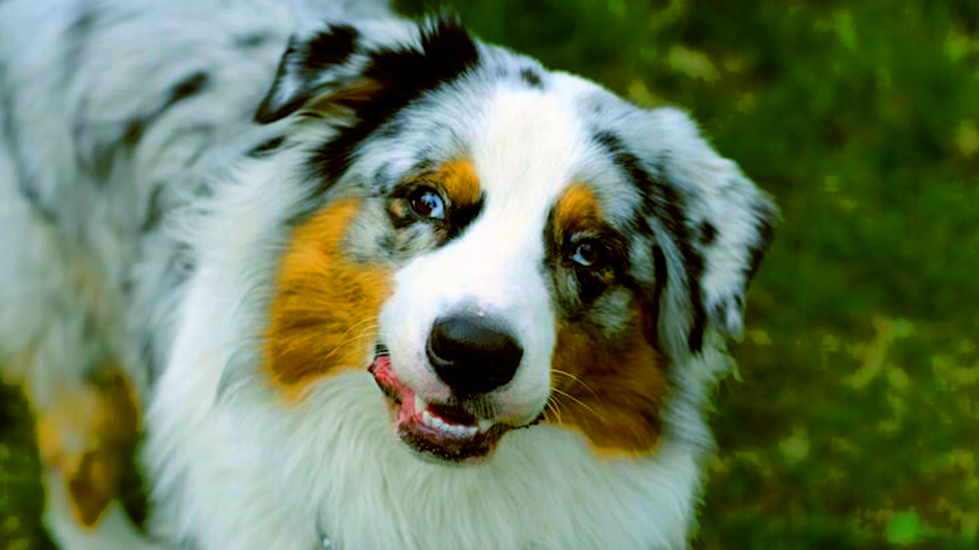 border collie border collie