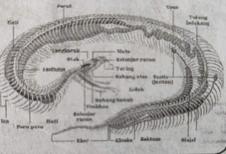 organ pernapasan ular