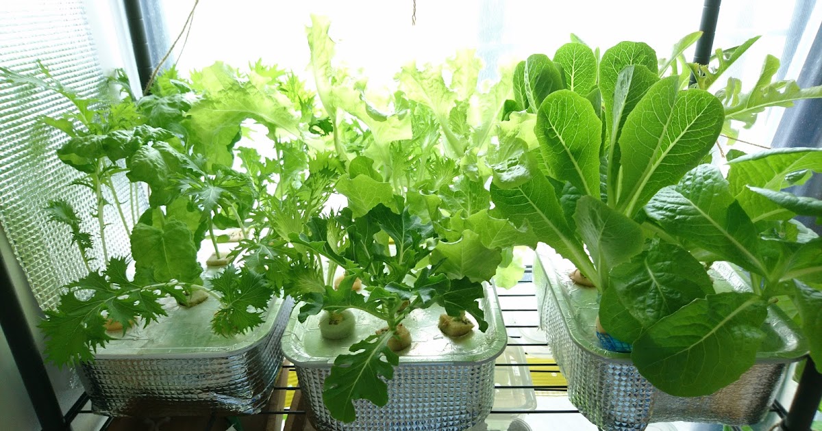 おうちで野菜を水耕栽培窓際菜園リビングで野菜を水耕栽培