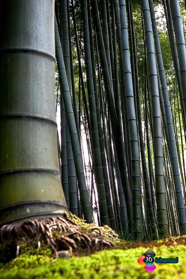 3D Wallpaper HD Iphone Wallpaper HD Bamboo