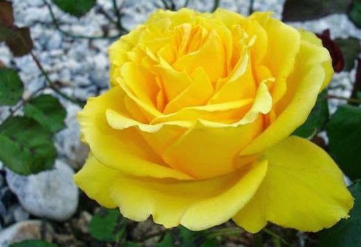 10 Gambar Mawar  Kuning  Cantik Gambar Bunga  Indah