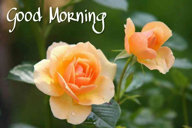 Beautiful good morning images , pics and photos of orange rose flowers download