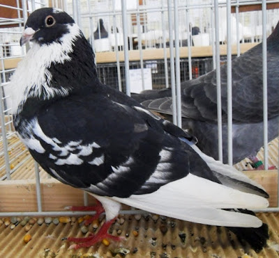 palomas - buchon - spanish pigeons