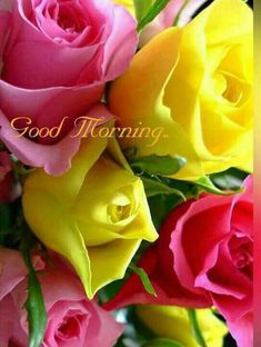 good morning rose images