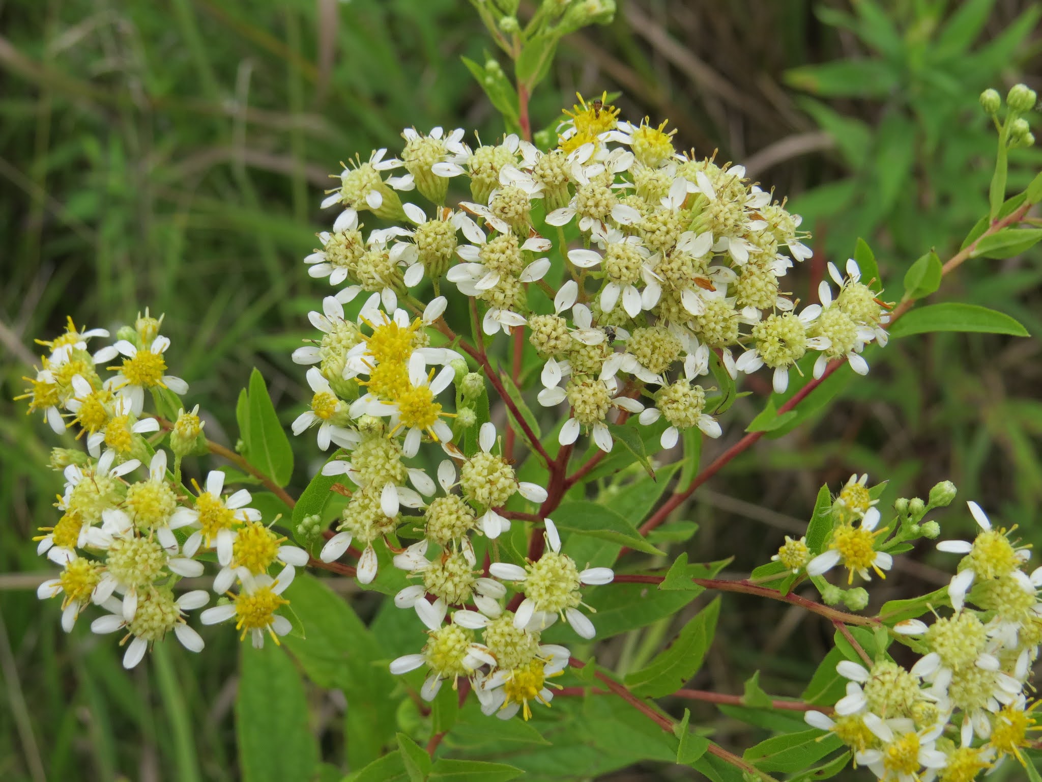 flat topped white aster