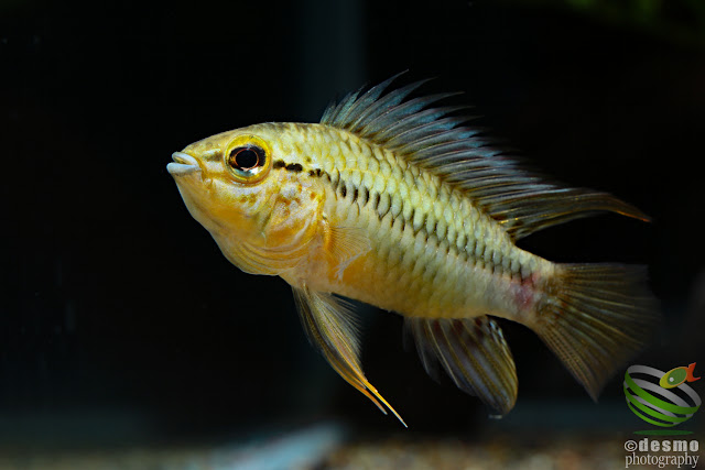 Apistogramma cf. sp. pacman