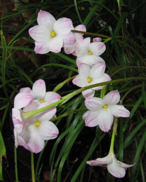 Blogging in Myrtle Glen: What's blooming - August 2016