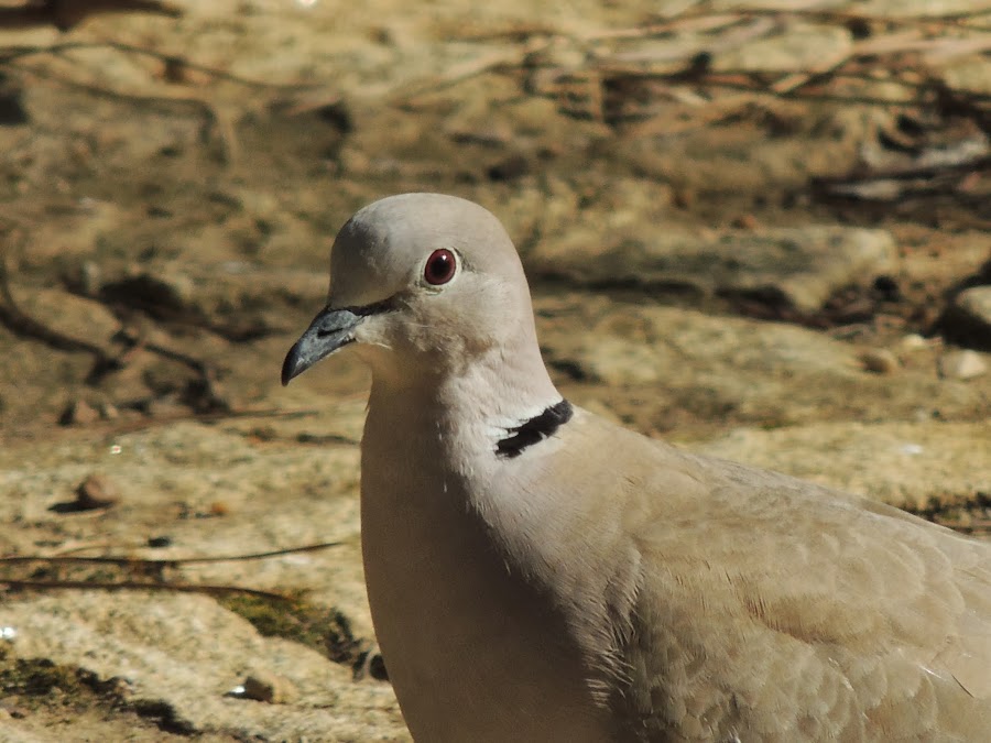 STREPTOPELIA DECAOCTO