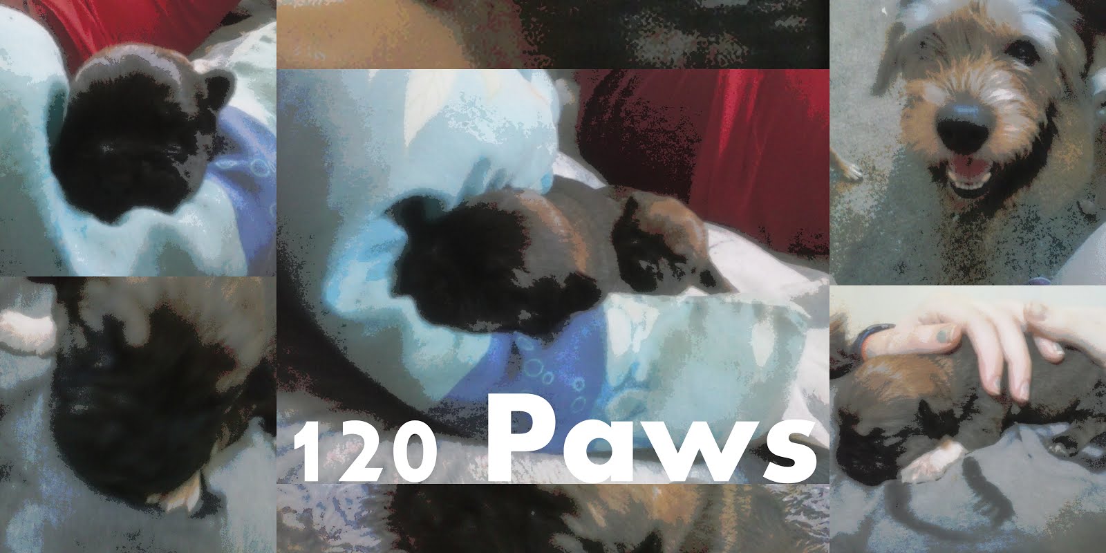 120 Paws