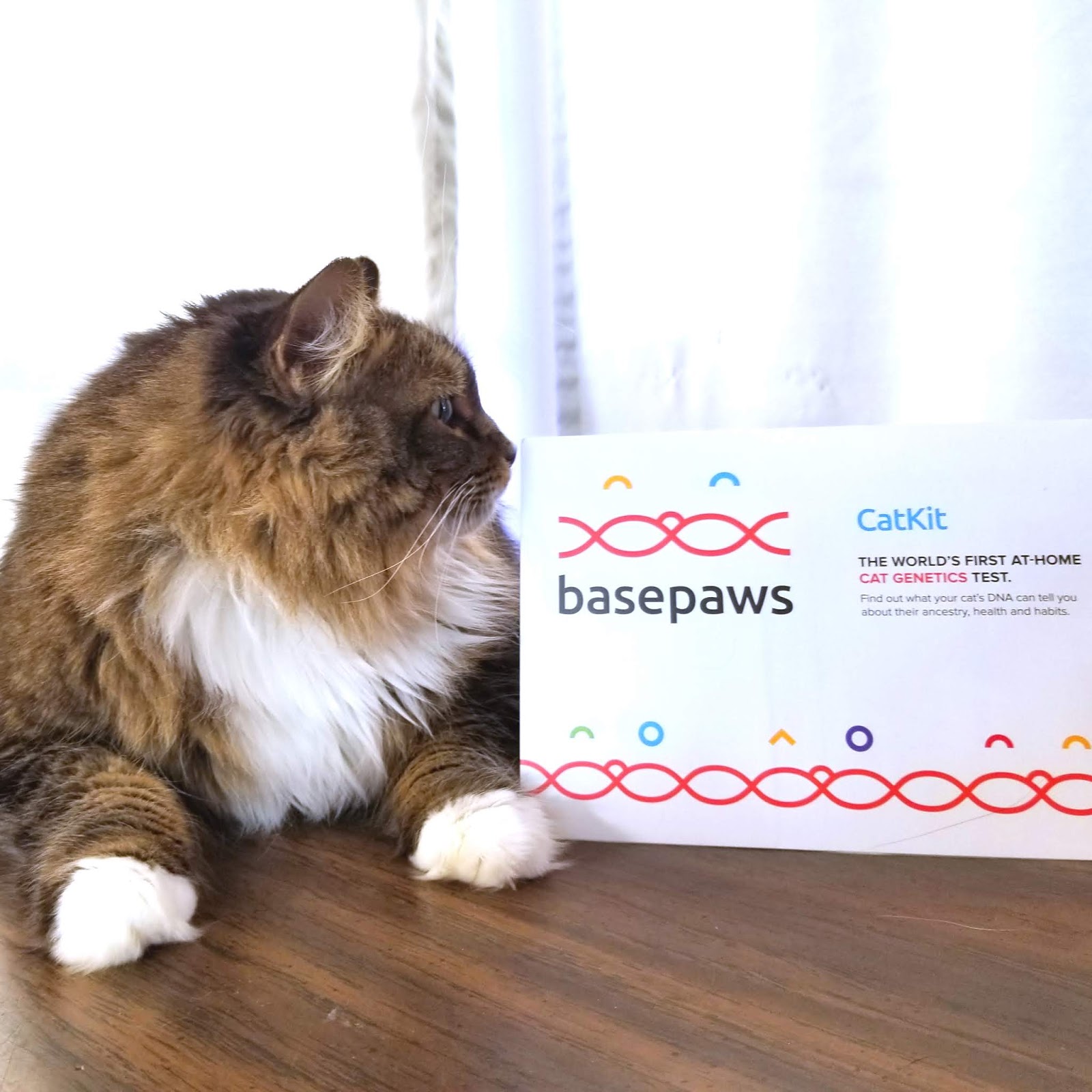 Sushi and Runt's Cat and Dog Blog ! Testing My Cats DNA ! Basepaws Cat