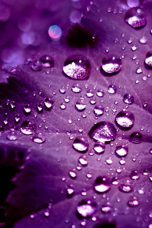 Iphone+4s+Drops+on+Purple