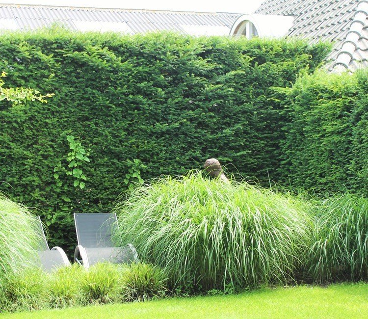 Die heimische Eibe, Taxus Baccata, eine der beliebtesten Heckenpflanzen