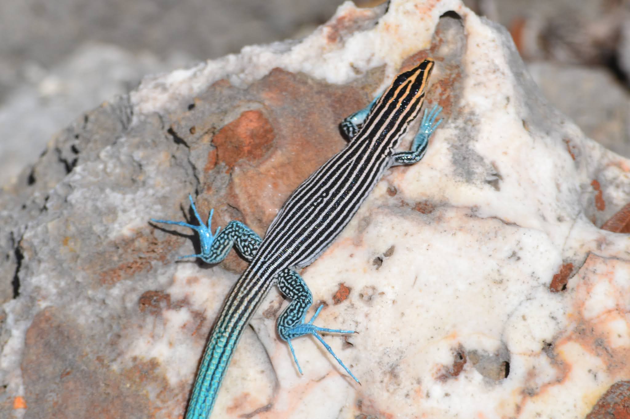 Lagartija de Cola Azul. Fauna Dominicana