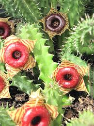 VÍDEO] Identificação de suculentas - Huernia zebrina - A Flor Mais Bela Das  Huernias