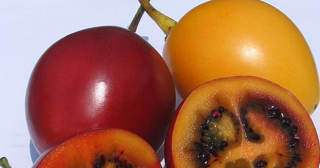 Roots &amp;#39;n&amp;#39; Shoots: Tamarillo (Tree Tomato) - How to Grow: Fruit of the Month