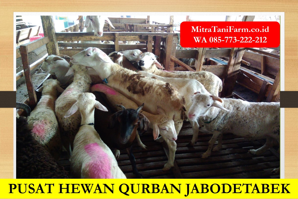 Supplier Aqiqah Qurban Wa 085 773 222 212 Jual Hewan Qurban