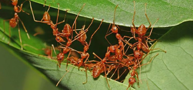 Dosa Membunuh Binatang Kecil Meski Tanpa Sengaja Seperti Semut dan Nyamuk