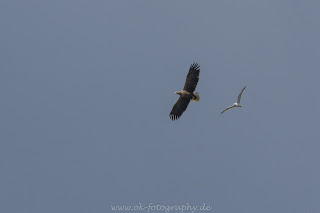 Seeadler wildlife Tierfotografie Naturfotografie Nikon