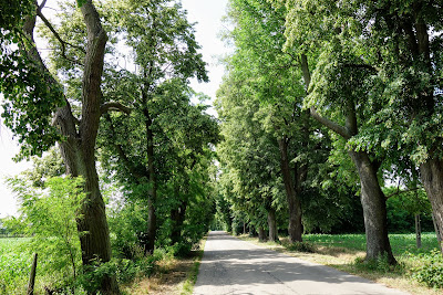 Aleja lipowa im. Fryderyka Chopina