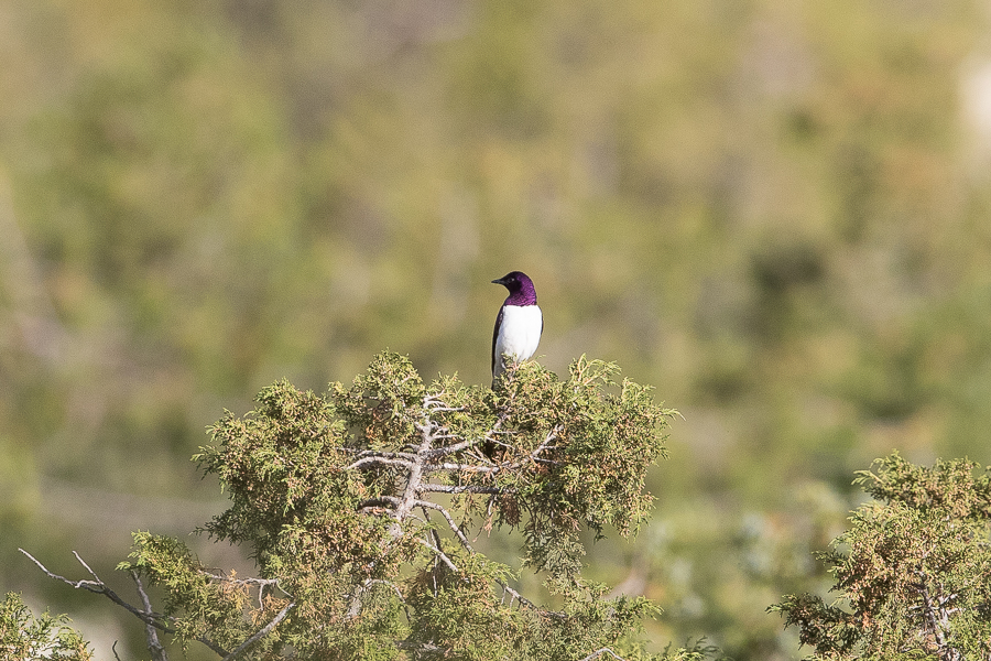 Quraish Valley – Tanoumah Violet backed Starling