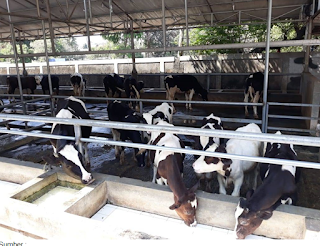 Cibubur Garden Dairy Cibubur Garden Dairy