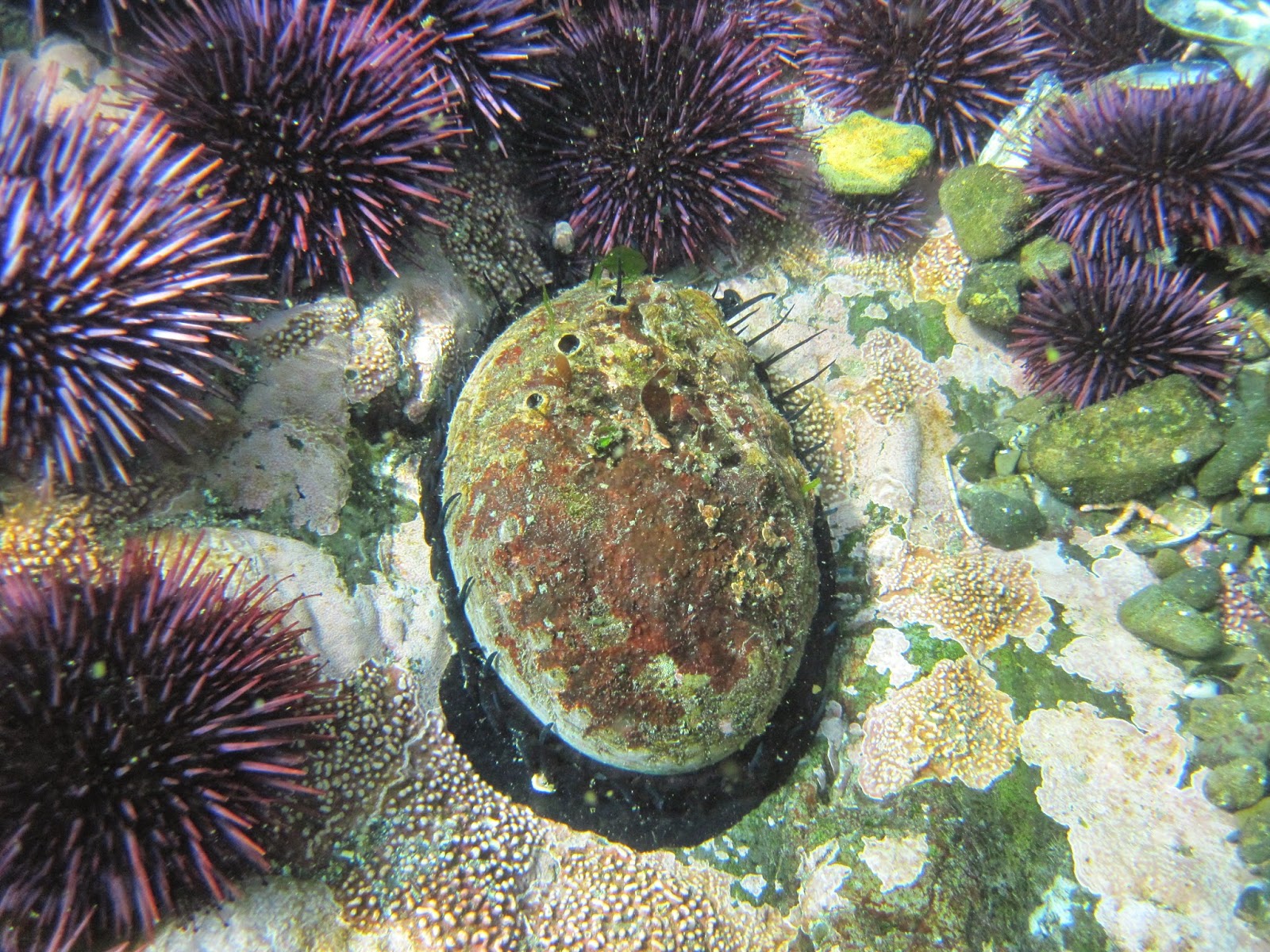 Matt Duckworth Underwater Abalone in a Field of Urchins