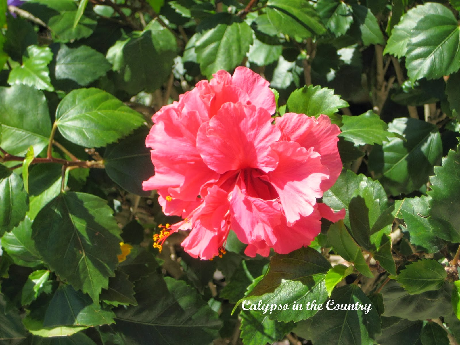 Tropical flowers Tropical flowers on the grounds of the Palms Turks and Caicos