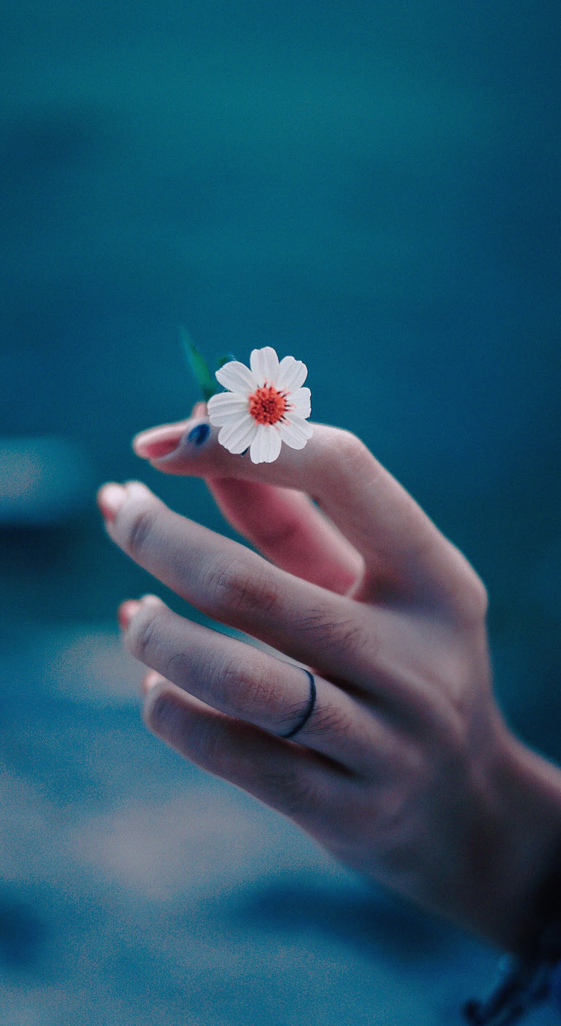 Flower hand,photography,mobile wallpaper HD Mobile Walls
