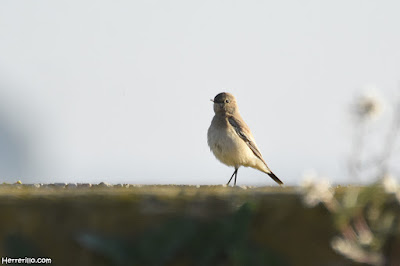 Collalba desértica (Oenanthe deserti)