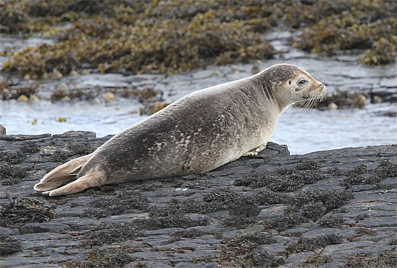 Murfs Wildlife Common Seal