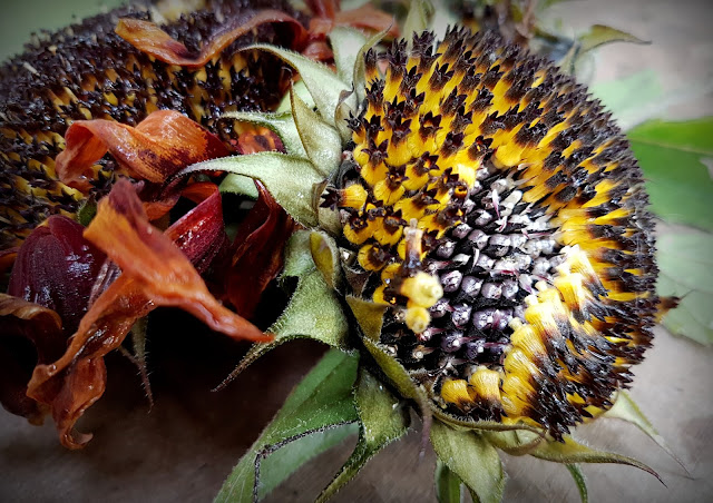 Sunflower 'Claret' Sunflower 'Claret'