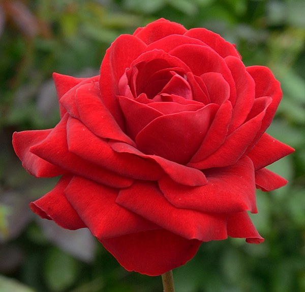 Lubecker Rotspon сорт розы фото