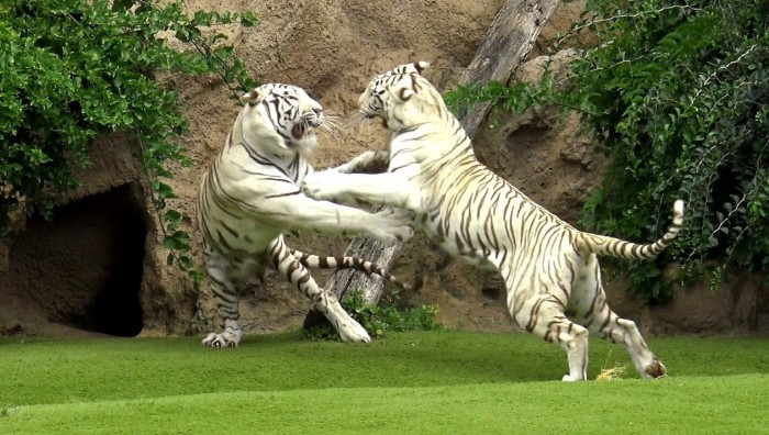 Gambar Harimau Putih Terbaru | gambarcoloring
